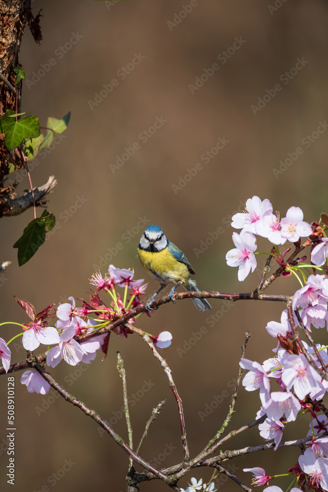 Stunning Spring image of Blue Tit Cyanistes Caerulueus bird on pink blossom tree in woodland landscape setting Stunning Spring image of Blue Tit Cyanistes Caerulueus bird on pink blossom tree in woodland landscape setting