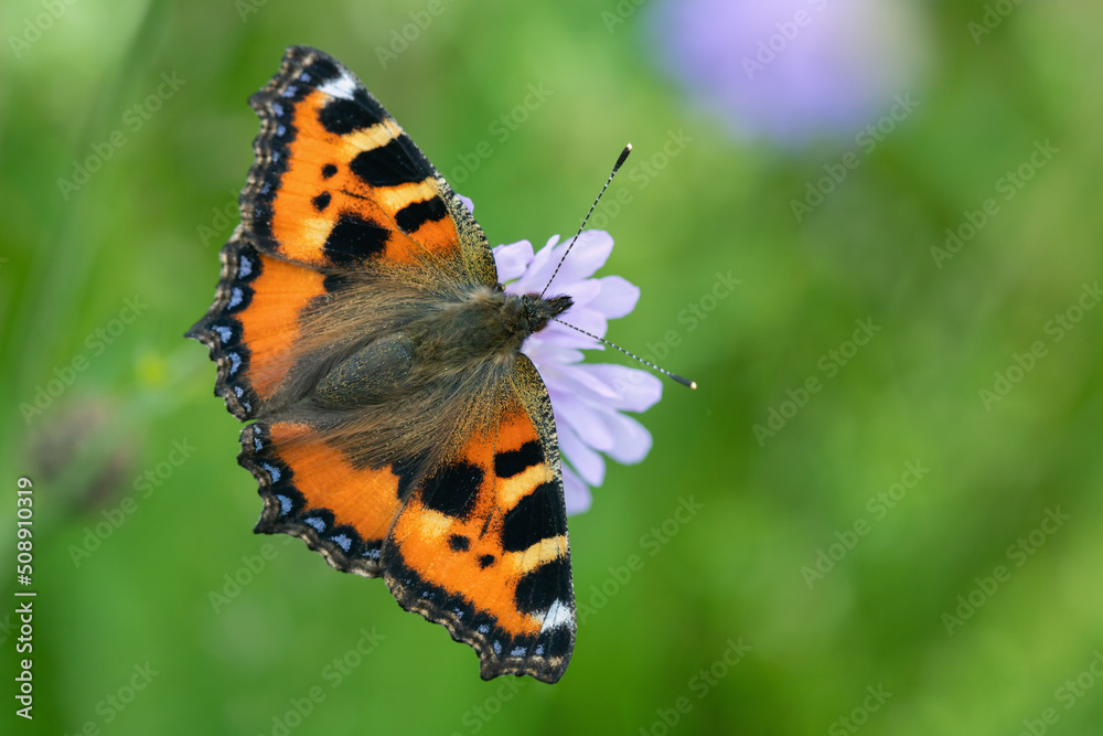 Dorsal view on a small tortoiseshell butterfly (Aglais urticae).