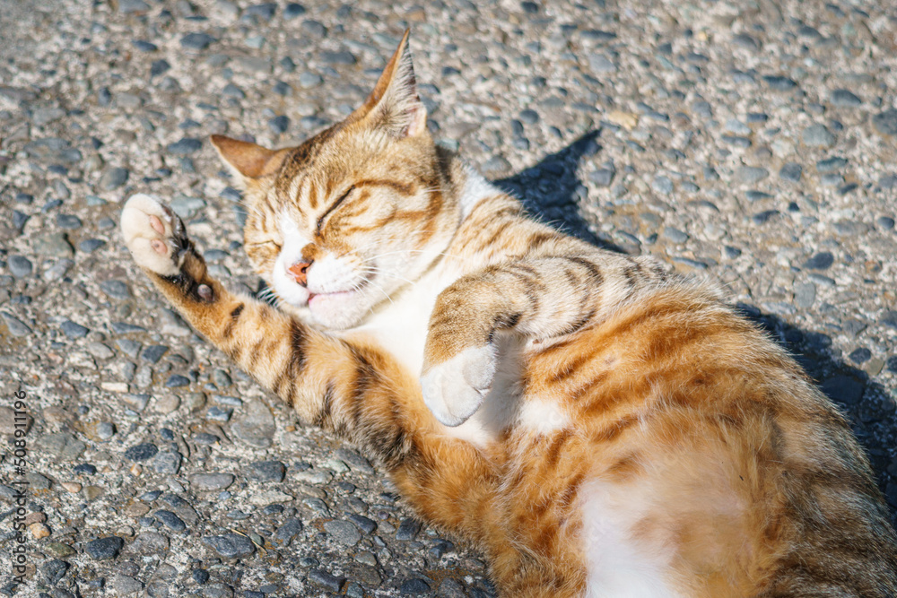 A brown tabby cat lying on the pavement road A brown tabby cat lying on the pavement road