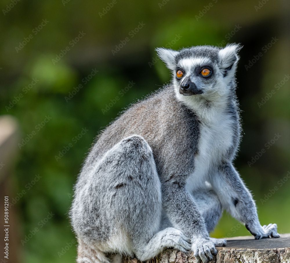 Obraz premium ring tailed lemur