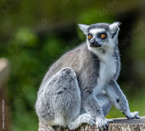 ring tailed lemur