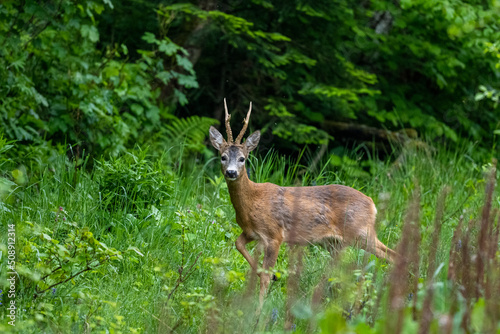 Roe Deer buck, Capreolus capreolus, in a meadow. photo