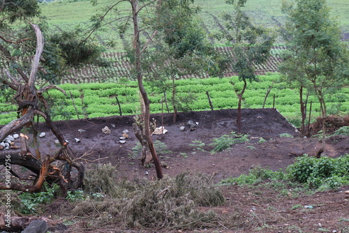 Kodaikanal Landscape