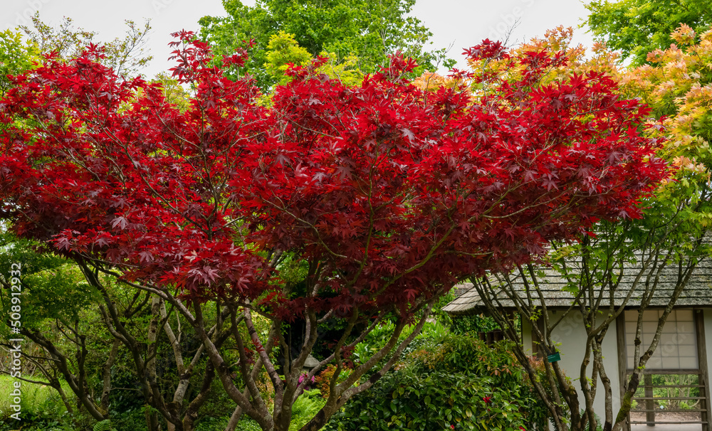 beautiful reds of an acer rubrum (Sun valley) in early summer beautiful reds of an acer rubrum (Sun valley) in early summer