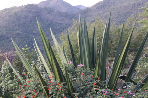 Kodaikanal Landscape