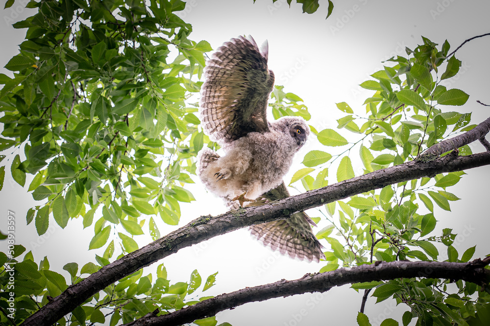 Fototapeta premium 北海道の初夏、トラフズクのヒナ。