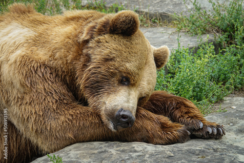 Brown bear in Bern, Switzerland