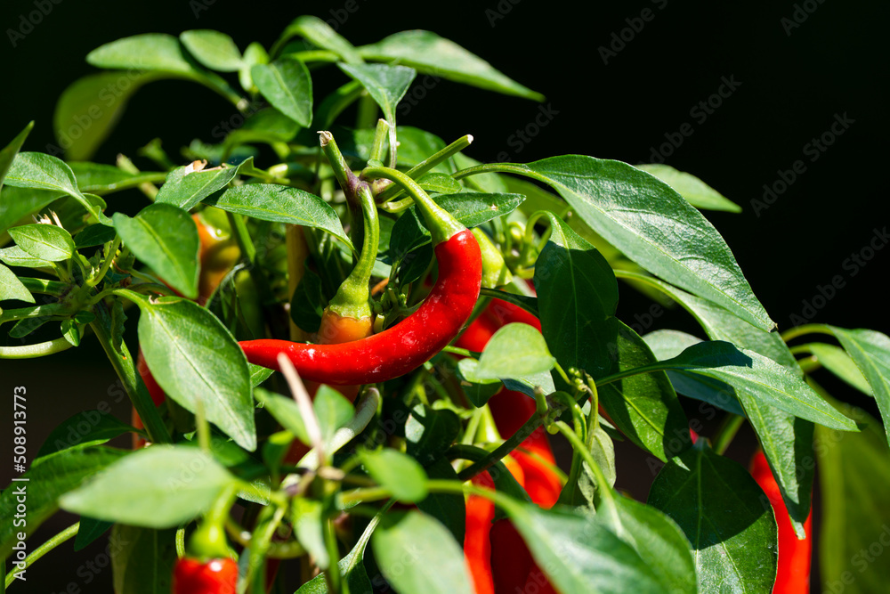 Chili peppers (also chile, chile pepper, chilli pepper, or chilli, Latin: Capsicum annuum) in the green garden. Red color peppers. Close up photo. Chili peppers (also chile, chile pepper, chilli pepper, or chilli, Latin: Capsicum annuum) in the green garden. Red color peppers. Close up photo.