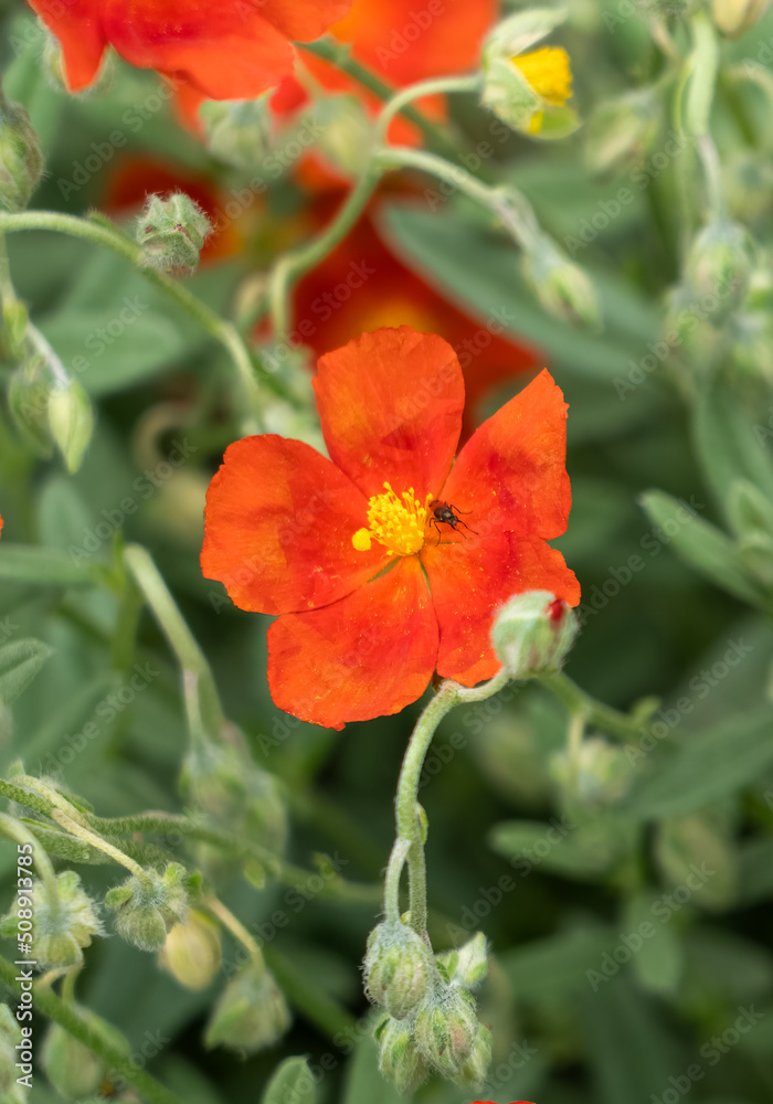 closeup of a Helianthemum 'Henfield Brilliant' flower in summer bloom closeup of a Helianthemum 'Henfield Brilliant' flower in summer bloom