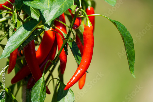 Fotografija Chili peppers (also chile, chile pepper, chilli pepper, or chilli, Latin: Capsicum annuum) in the green garden