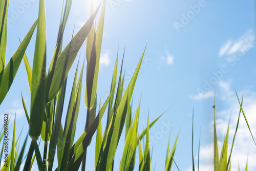 Grass in sunshine with blurred blue sky background. Green reeds or cane fresh leaves. Natural summer or spring season botanical backdrop with space. Seaside flora. Soft focus