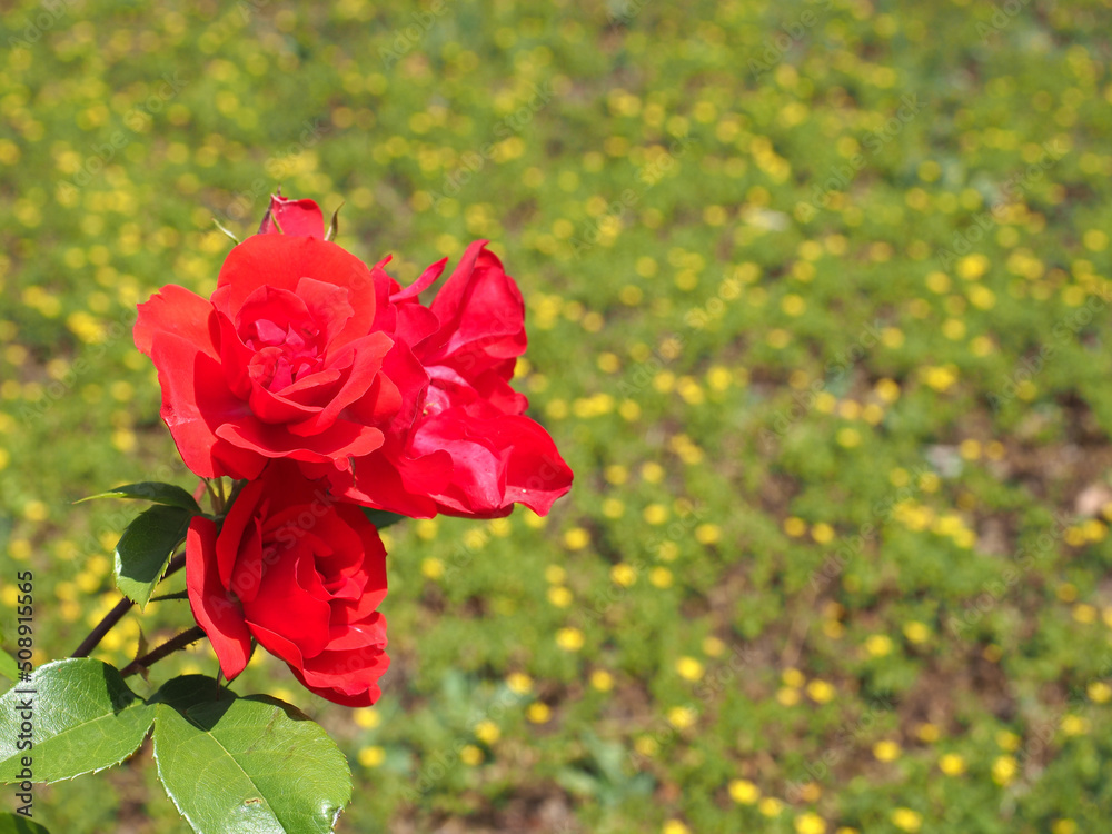red rose flower scient. name Rosa