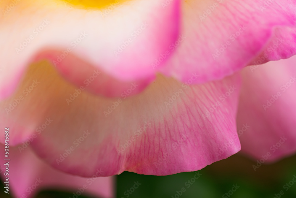 マクロ撮影したバラの花 マクロ撮影したバラの花