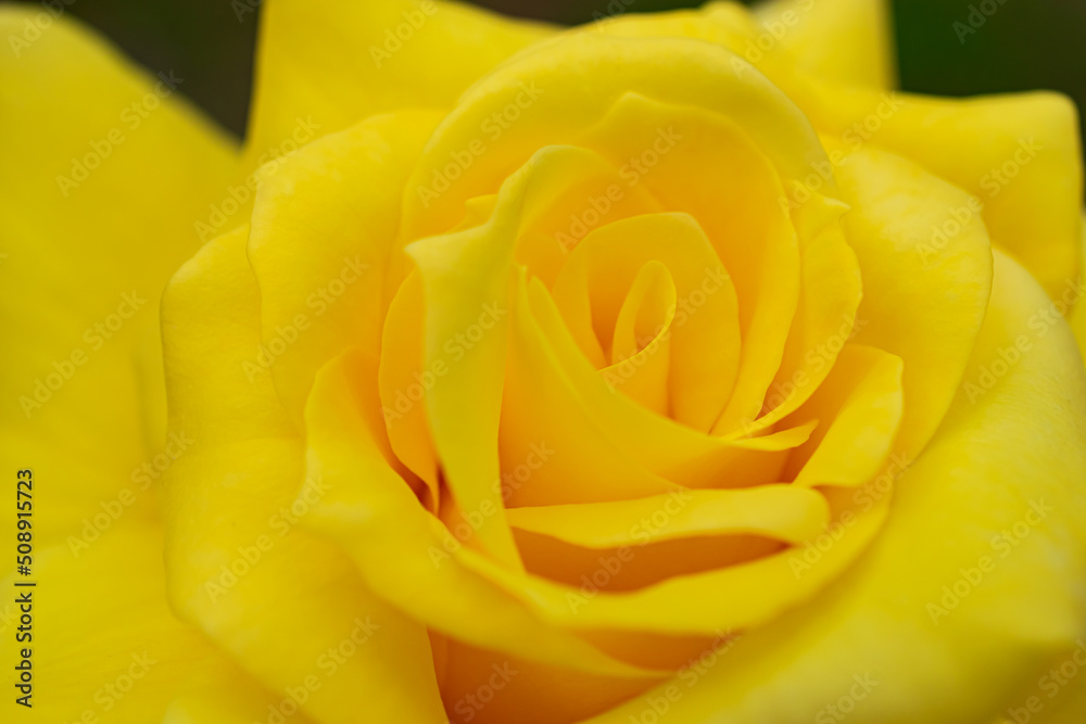 マクロ撮影したバラの花 マクロ撮影したバラの花