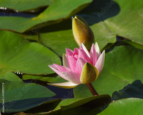 waterlily in the water with leaves photo