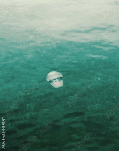 Rhizostoma pulmo or barrel jellyfish swimming in the Gulf of Trieste, Adriatic sea