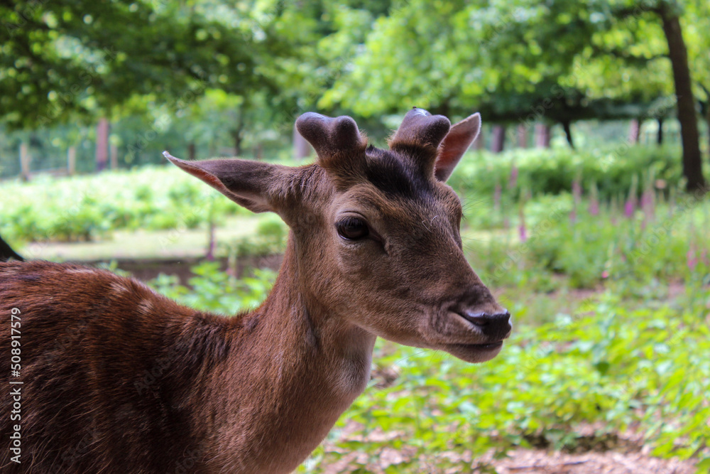 portrait of a young deer with beautiful eyes and piercing horns portrait of a young deer with beautiful eyes and piercing horns