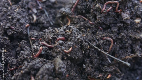 Wallpaper Mural Close up of red worms inside fertile organic garden soil Torontodigital.ca