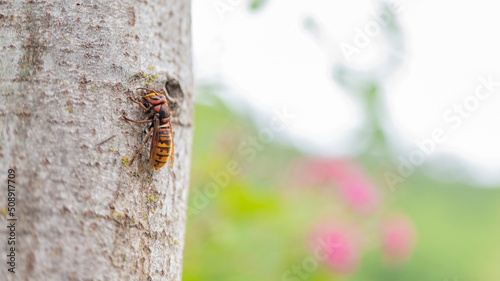 European hornet on a tree