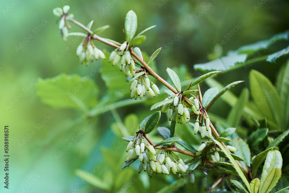 Green elongated berries of Wintergreen barberry, also called Chinese barberry, latin name Berberis Julianae Green elongated berries of Wintergreen barberry, also called Chinese barberry, latin name Berberis Julianae