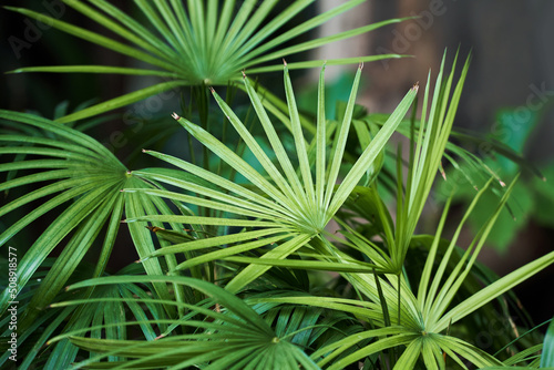 Palm tree leaves close up. Livistona Rotundifolia plant is growing in flowerpot