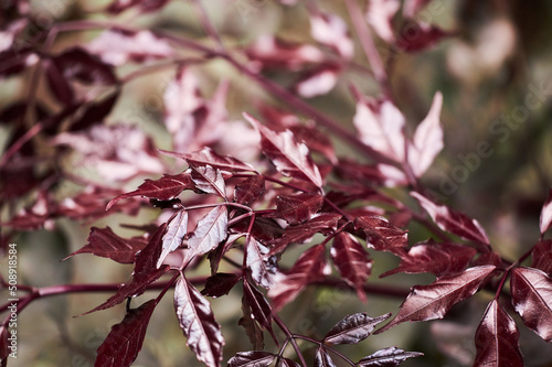 Purple leaves of Leea Guineensis Burgundy growing in the garden on blurry background photo