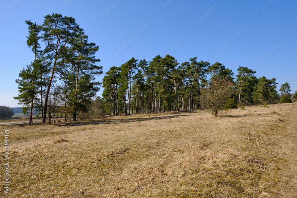 Obraz premium Landschaft im Naturschutzgebiet Reiterswiesener Höhe - Häuserlohwäldchen zwischen Bad Kissingen und Nüdlingen, Landkreis Bad Kissingen, Unterfranken, Bayern, Deutschland