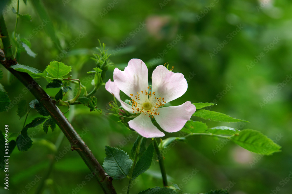 Fototapeta premium kwiat dzikie róży