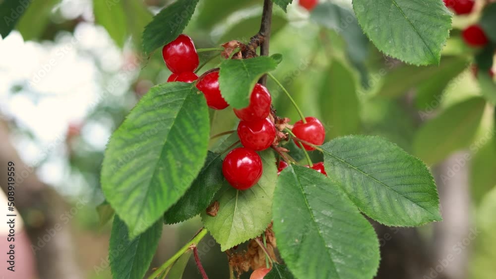 ripe red cherry on a tree in the garden
ripe red cherry on a tree in the garden