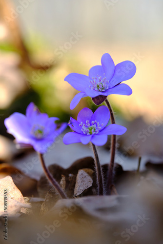 Leberblümchen, Anemone hepatica