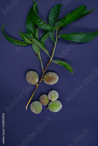 A branch with peaches, isolated on a blue background.