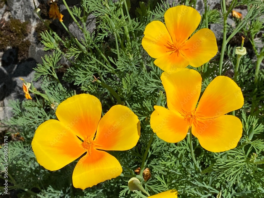 Obraz premium Californian poppy (Eschscholzia californica), Golden poppy, California sunlight, Cup of gold, Kalifornische Mohn, Goldmohn, Kalifornischer Kappenmohn, Schlafmützchen or Kalifornijski mak