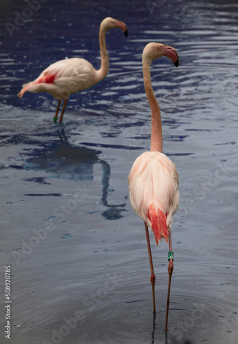 Wonderful pink flamingos in Zlin Zoo.