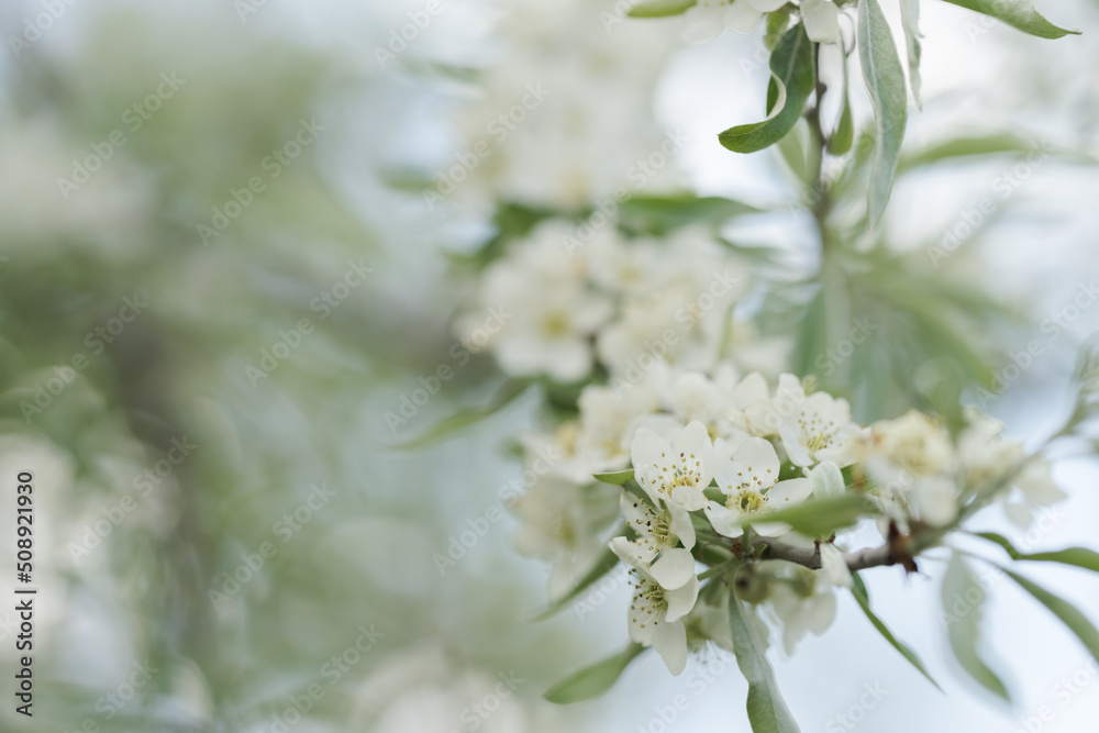 Obraz premium Willow leaf pear blossom in spring