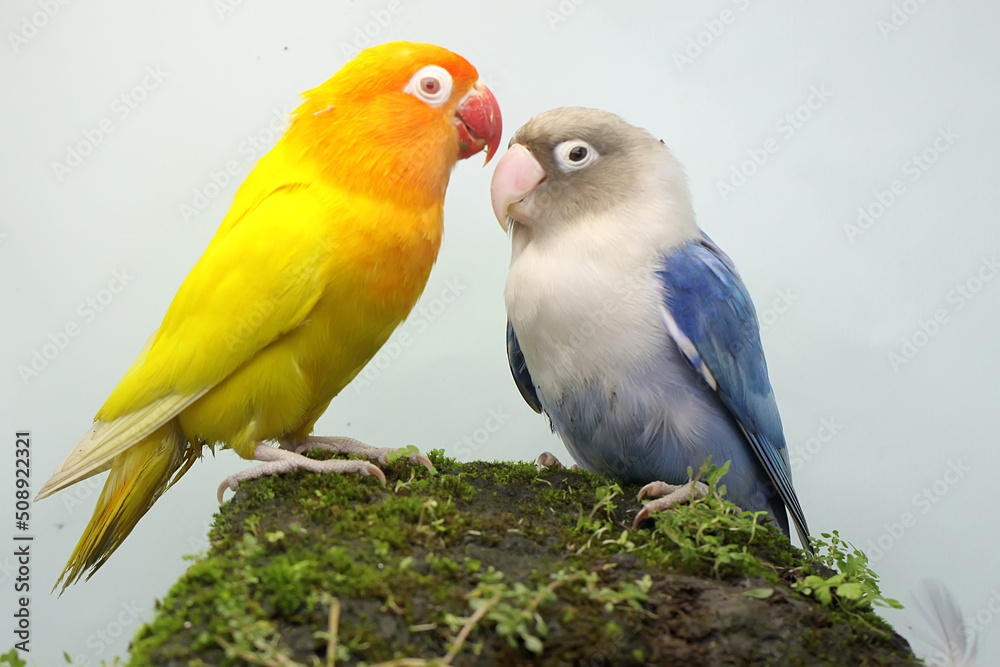 A pair of lovebirds are eating sunflower seeds. This bird which is used as a symbol of true love has the scientific name Agapornis fischeri.