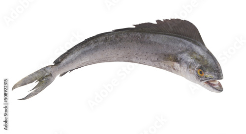 Fresh mahi-mahi fish or common dolphinfish isolated on white background, Coryphaena hippurus