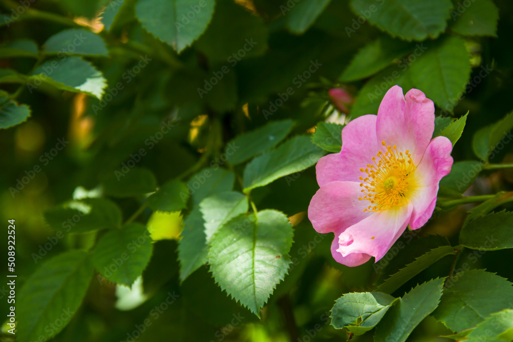 Rosehip flowers. Flowering branches of a rose hip bush. Photo of nature. Rosehip flowers. Flowering branches of a rose hip bush. Photo of nature.