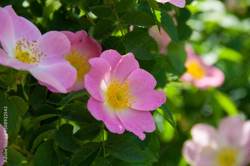 Rosehip flowers. Flowering branches of a rose hip bush. Photo of nature. Rosehip flowers. Flowering branches of a rose hip bush. Photo of nature.