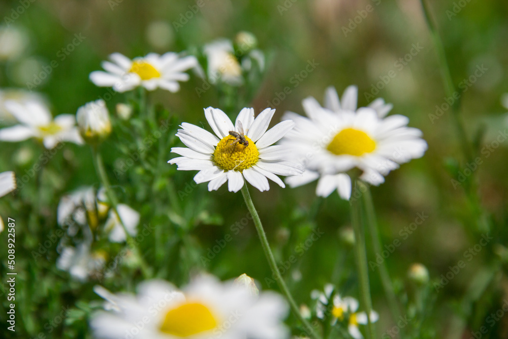 White daisies in the meadow. White flowers. Field plants. Photo of nature.