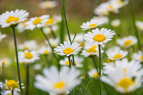 White daisies in the meadow. White flowers. Field plants. Photo of nature.