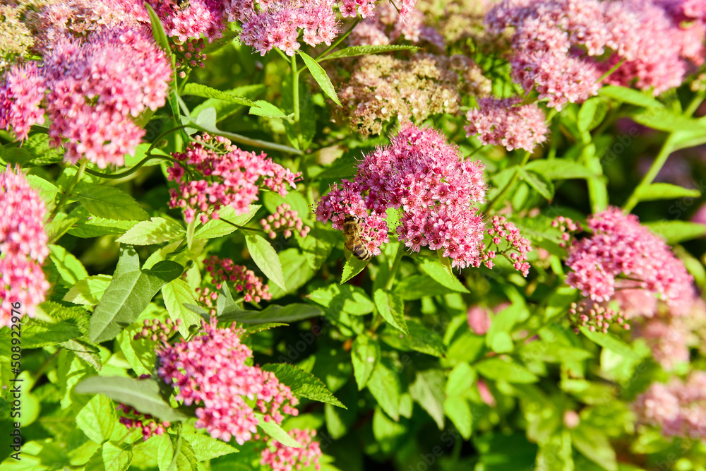Pink and purple flower Japanese spiraea in warm sunrise light closeup, macro photo, selective focus on bee and flowers Pink and purple flower Japanese spiraea in warm sunrise light closeup, macro photo, selective focus on bee and flowers