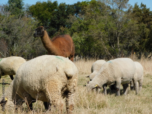 Fototapeta Naklejka Na Ścianę i Meble -  Hampshire Down Ewe sheep and one brown Llama with a black face on a dull beige grass field with large green bushy trees in the background on a sunny day in South Africa