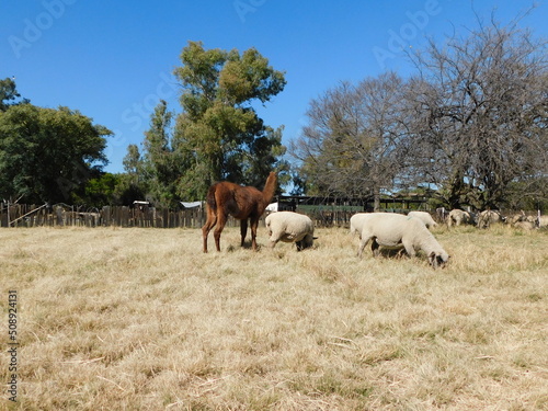 Hampshire Down Ewe sheep and one brown Llama with a black face on a dull beige grass field with large green bushy trees in the background on a sunny day in South Africa