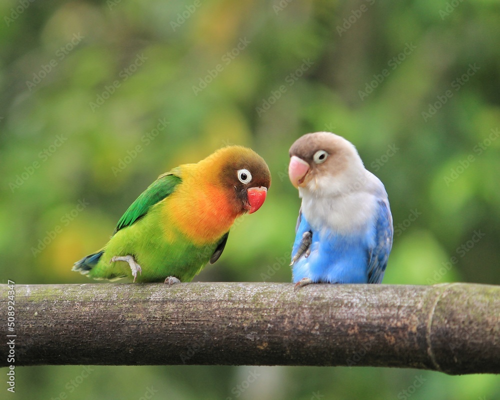 Obraz premium blue and yellow love bird