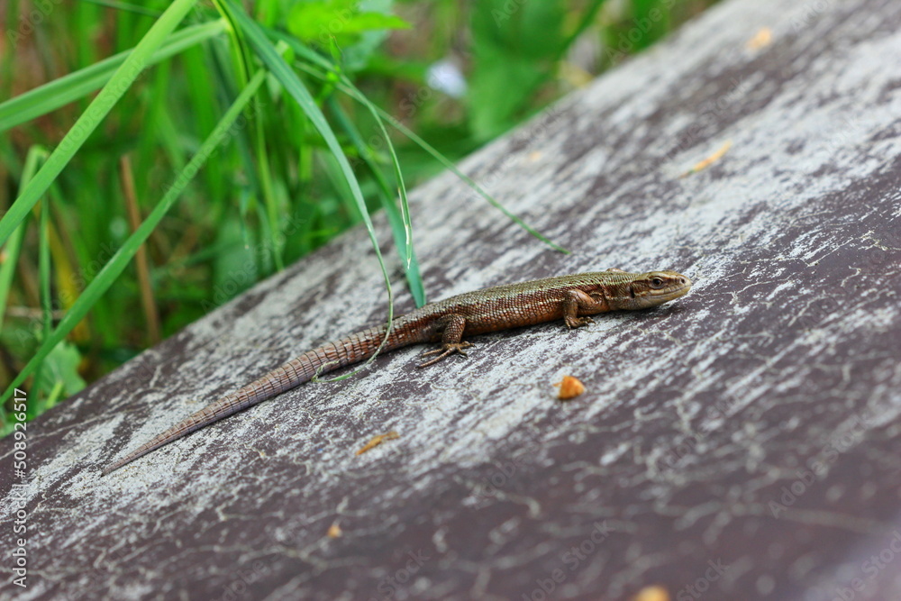 lizard lizard