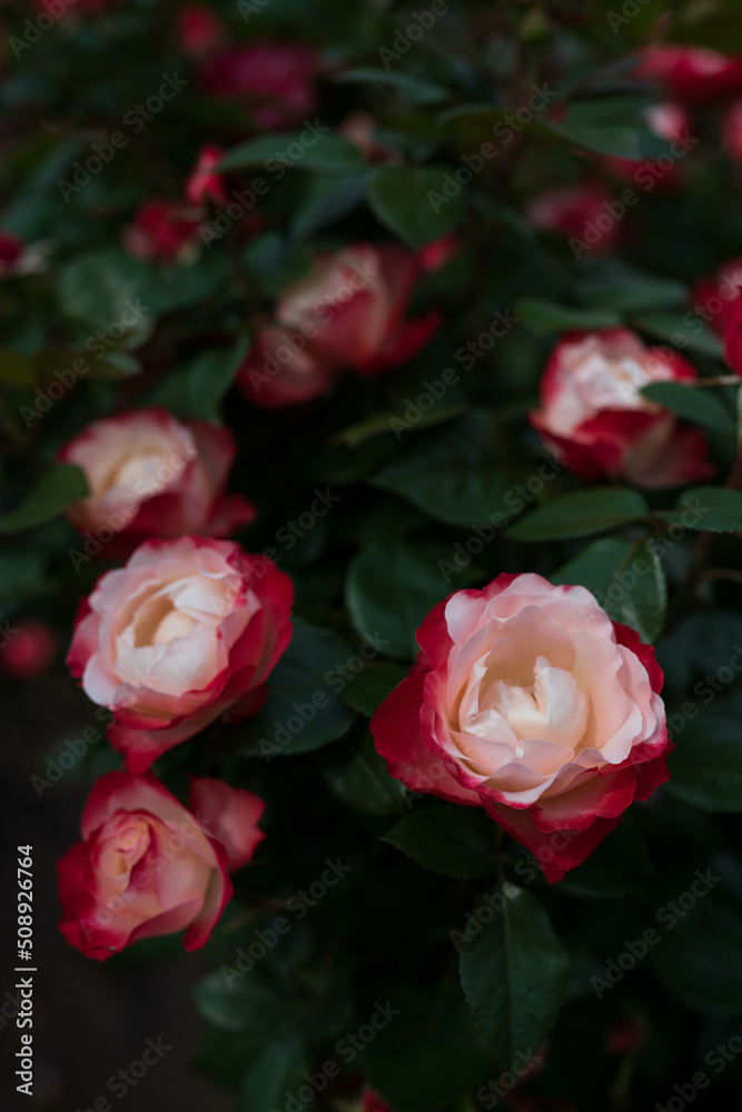 赤と白の薔薇