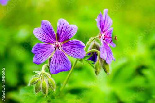 Geranium pratense  purple flowers Meadow geranium in natural habitat  in full bloom  elegant  intimate  romantic  delicate flowers on a blurred background