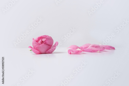 Rosa damascena. Damask rose. Oil-bearing rose. Bulgarian rose oil.