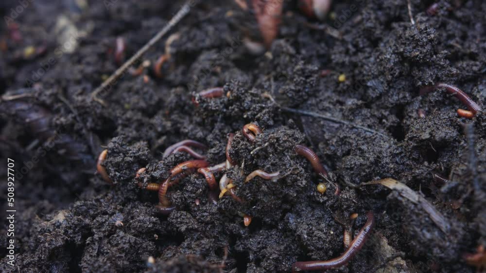 Close up of red worms inside fertile organic garden soil Close up of red worms inside fertile organic garden soil