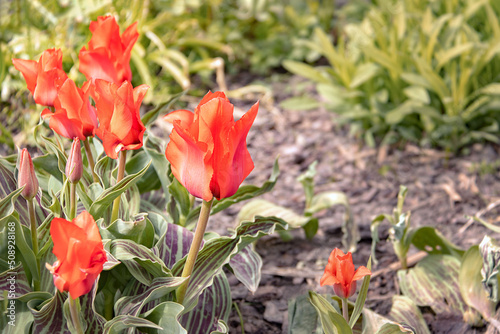 Red flowers of Greig's tulip. Tulipa greigii Regel. Variety Red Riding Hood. Close-up. Floral background